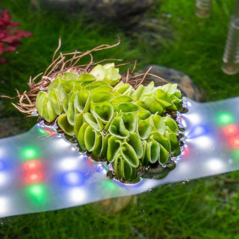 Salvinia Cuculatta 2 Kök Su Üstü Bitkisi Akvaryum ve Havuz Bitkisi