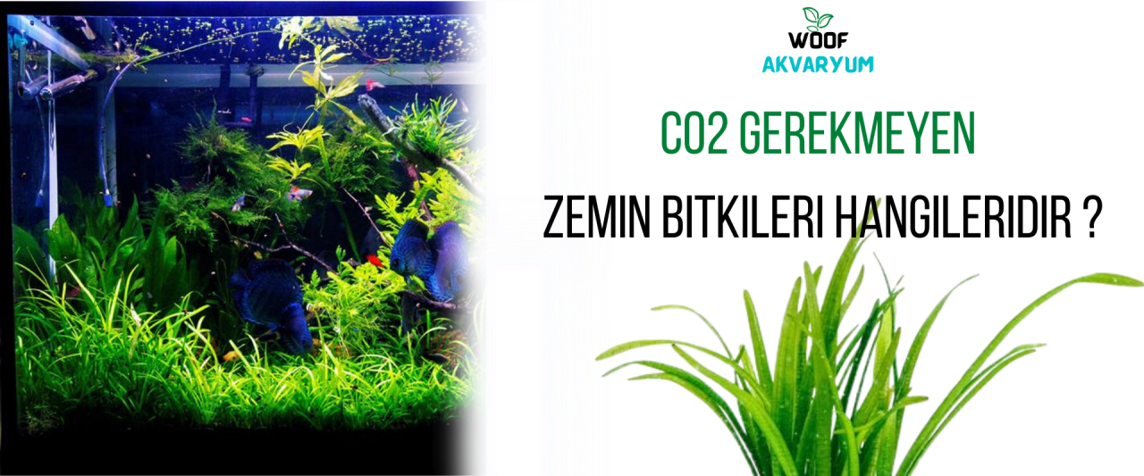 Co2 İstemeyen Akvaryum Zemin Bitkileri Hangileridir ?