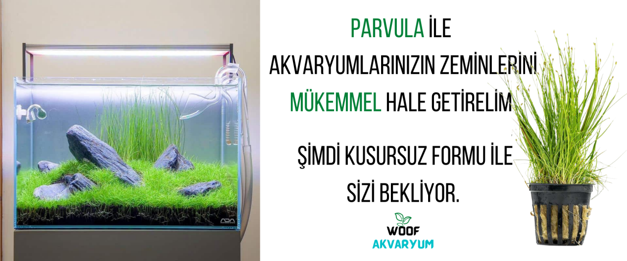 Akvaryum Bitkilerimin Formunu Nasıl Korurum ?