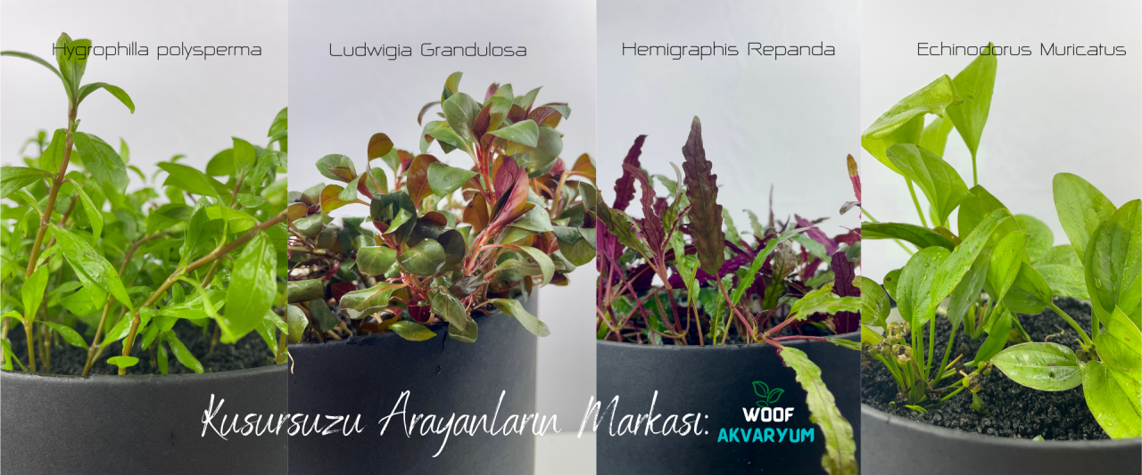 Sağlıklı ve Güzel Bir Akvaryum İçin İpuçları
