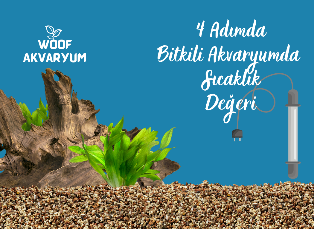 4 Adımda ! Bitkili Akvaryumda En İdeal Sıcaklık Nedir ?