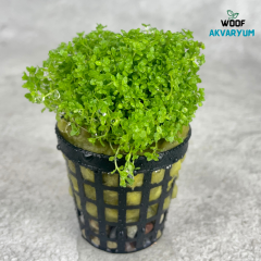 Micrhantemum Monte Carlo Akvaryum Zemin Bitkisi 5 Al 1 Hediye