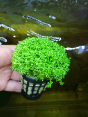 Micrhantemum Monte Carlo Akvaryum Zemin Bitkisi 5 Al 1 Hediye