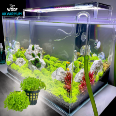 Micrhantemum Monte Carlo Akvaryum Zemin Bitkisi 5 Al 1 Hediye