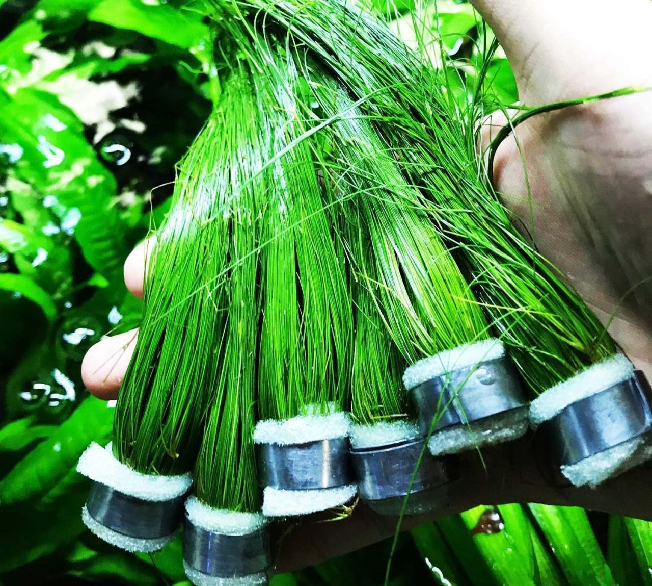 Dev Parvula Arka Plan Akvaryum Bitkisi