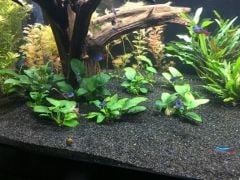 Profesyonel Yeni Üretim Siyah Bitki Kumu