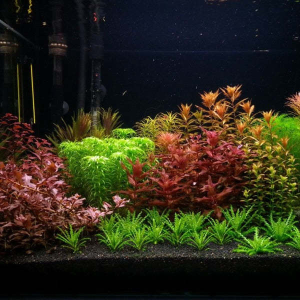 Kırmızı Bitki Paketi 30 Dal