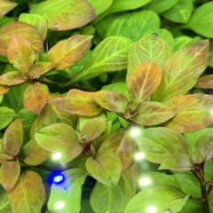 Kırmızı Bitki Paketi 30 Dal