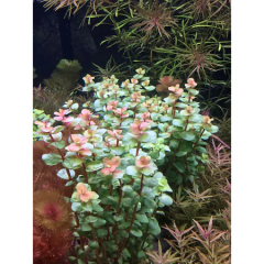 Kırmızı Bitki Paketi 30 Dal