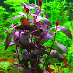 Kırmızı Bitki Paketi 30 Dal