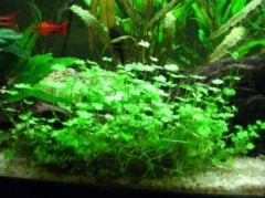 Hydrocotyle Verticillata Özel Tür Kolay Akvaryum Bitkisi 1 Saksı Canlı Bitki