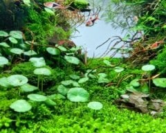 Hydrocotyle Verticillata Özel Tür Kolay Akvaryum Bitkisi 1 Saksı Canlı Bitki