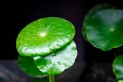 Hydrocotyle Verticillata Özel Tür Kolay Akvaryum Bitkisi 1 Saksı Canlı Bitki