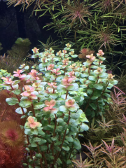 Rotala Macrandra Mini Pink Akvaryum Bitkileri Akvaryum Bitkisi