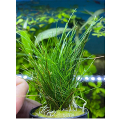 Parvula Akvaryum Zemin Bitkisi Canlı Akvaryum Bitkisi 1 Buket