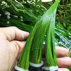 Parvula Akvaryum Zemin Bitkisi Canlı Akvaryum Bitkisi 1 Buket