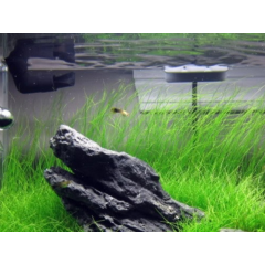 Parvula Akvaryum Zemin Bitkisi Canlı Akvaryum Bitkisi 1 Buket