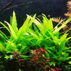Hygrophila salicifolia Akvaryum Bitkisi Akvaryum Bitkileri