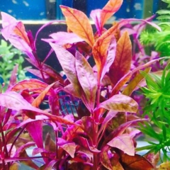 Alternanthera Sessilis Akvaryum Bitkisi,Canlı Bitki 5 Dal (Ağırlık Bağlı Buket)