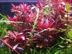 Alternanthera Sessilis Akvaryum Bitkisi,Canlı Bitki 5 Dal (Ağırlık Bağlı Buket)