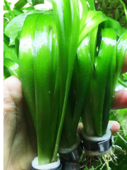 Dev Saz Burgulu 1 Bağ Akvaryum Bitkisi Canlı Bitki Akvaryum Bitkileri 2-4 Kök