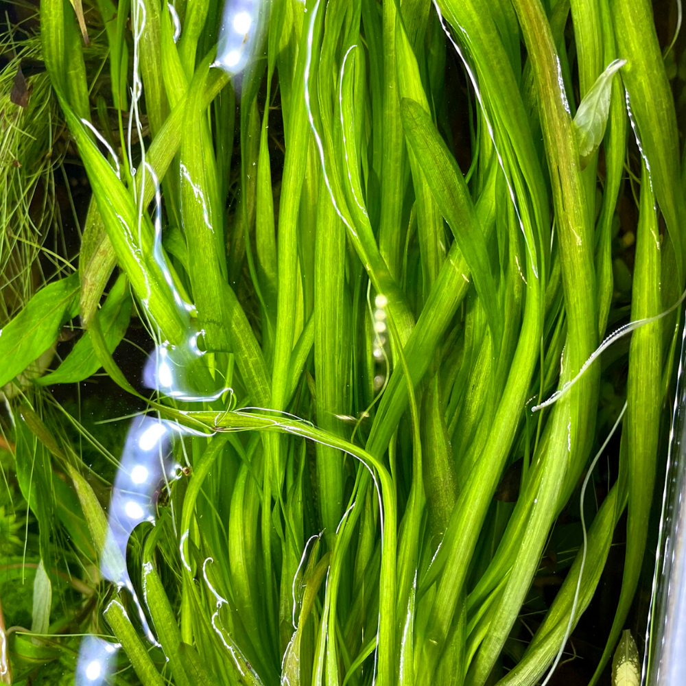 Dev Saz Burgulu 1 Bağ Akvaryum Bitkisi Canlı Bitki Akvaryum Bitkileri 2-4 Kök