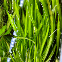 Dev Saz Burgulu 1 Bağ Akvaryum Bitkisi Canlı Bitki Akvaryum Bitkileri 2-4 Kök