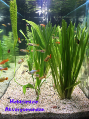 Dev Saz Burgulu 1 Bağ Akvaryum Bitkisi Canlı Bitki Akvaryum Bitkileri 2-4 Kök