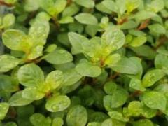 Ludwigia Ovalis Akvaryum Bitkisi Canlı Bitki