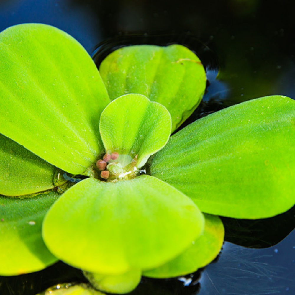 Su Marulu Su Üstü Bitkisi Suyu Filtreler, Temizler Pistia 1 Adet 7-10 cm