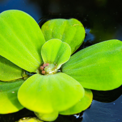 Su Marulu Su Üstü Bitkisi Suyu Filtreler, Temizler Pistia 1 Adet 7-10 cm