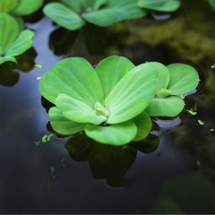 Su Marulu Su Üstü Bitkisi Suyu Filtreler, Temizler Pistia 1 Adet 7-10 cm