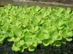 Su Marulu Su Üstü Bitkisi Suyu Filtreler, Temizler Pistia 1 Adet 7-10 cm