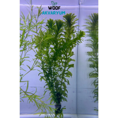 Eledoa Densa ( Egeria) 15-30 Cm Arası Akvaryum Bitkisi,Canlı Bitki