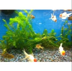 Eledoa Densa ( Egeria) 15-30 Cm Arası Akvaryum Bitkisi,Canlı Bitki