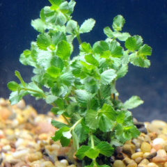 Co2 Gerekmeyen Kolay  30 Dal Bitki Paketi