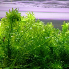 Co2 Gerekmeyen Kolay  30 Dal Bitki Paketi
