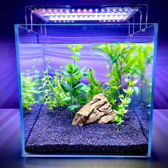 Co2 Gerekmeyen Kolay  30 Dal Bitki Paketi