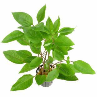 Nomaphila Stricta Limon Akvaryum Bitkisi