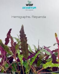 Hemigraphis Repanda Akvaryum Bitkisi