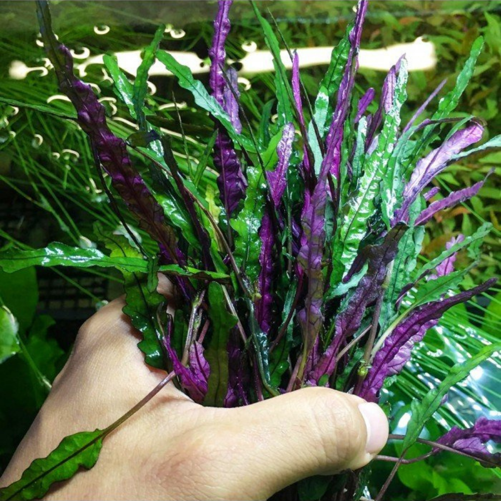 Hemigraphis Repanda Akvaryum Bitkisi