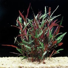 Hemigraphis Repanda Akvaryum Bitkisi