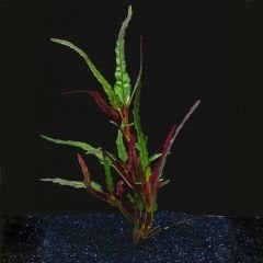 Hemigraphis Repanda Akvaryum Bitkisi