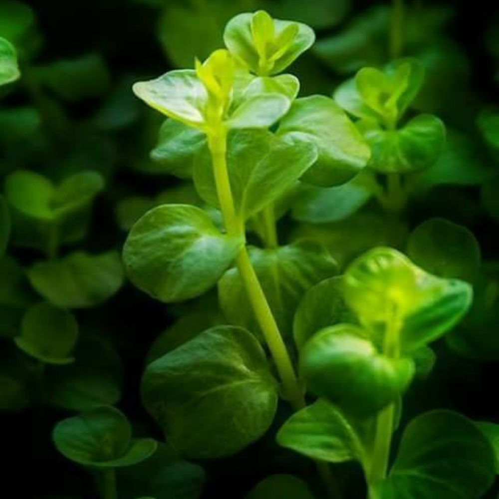 Lysimachia Nummularia Canlı Akvaryum Bitkisi