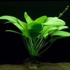 Echinodorus Muricatus 1 Kök Sert Yapraklı Kolay Akvaryum Bitkisi