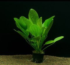 Echinodorus Muricatus 1 Kök Sert Yapraklı Kolay Akvaryum Bitkisi