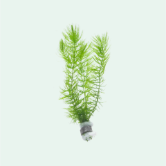 Ceratophyllum Demersum Tilki Kuyruğu Kolay Akvaryum Bitkisi 1 Bağ