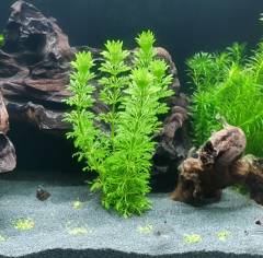 Limpnophila Sessiliflora Kolay Akvaryum Bitkisi