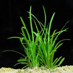 Sagittaria Subulata 1 Bağ 2-4 Kök Akvaryum Zemin Bitkisi Canlı Akvaryum Bitkisi