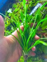 Sagittaria Subulata 1 Bağ 2-4 Kök Akvaryum Zemin Bitkisi Canlı Akvaryum Bitkisi
